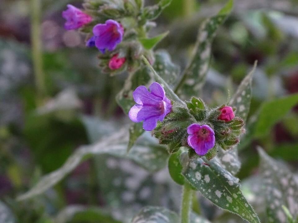 #24. Lungwort